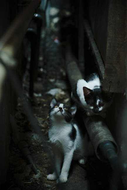 莱比锡红牛锋线多点开花表现出色,莱比锡红牛原来叫什么名