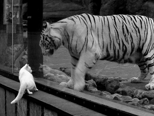 多特蒙德青年军再度成为焦点，多特蒙德青训人才